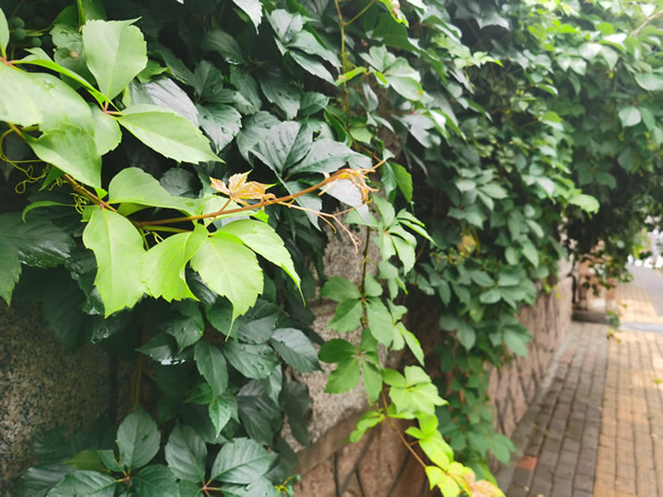 关于爬山虎的资料,爬山虎长什么样子图片