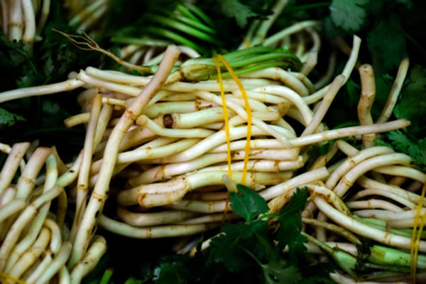 鱼腥草长什么样,鱼腥草图片