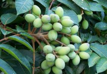 橄榄树病害及其防治方法