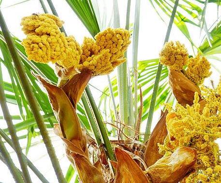棕榈树花苞可以吃么?