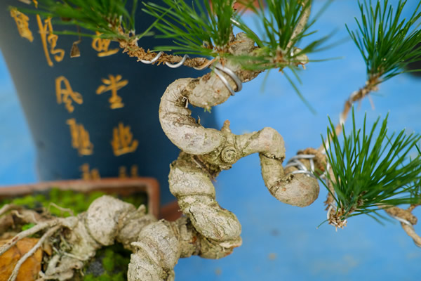 松树寄生树的功效作用,长什么样子
