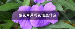 紫花翠芦莉花语是什么