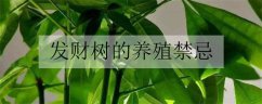 发财树的养殖禁忌 需要注意什么