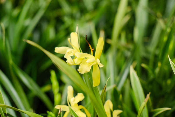 <a href='https://www.861230.com/guanhuazhiwu/6593.html' target='_blank'><u>兰花</u></a>发芽是什么样子,发芽后如何长得快