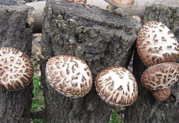 花菇的功效与作用 干花菇怎么泡发泡多久