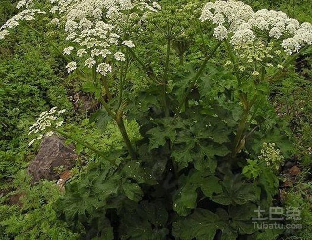 独活图片欣赏及独活药理介绍
