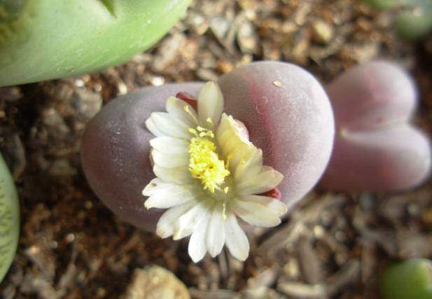屁股花