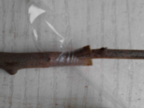 老鸦柿嫁接技术图解