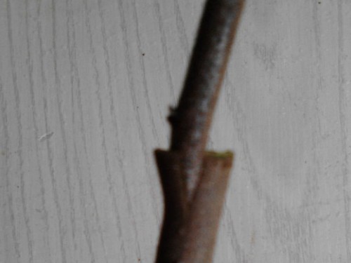 老鸦柿嫁接技术图解