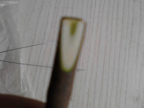 老鸦柿嫁接技术图解