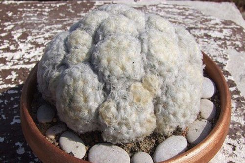 白星公主多肉养殖方法