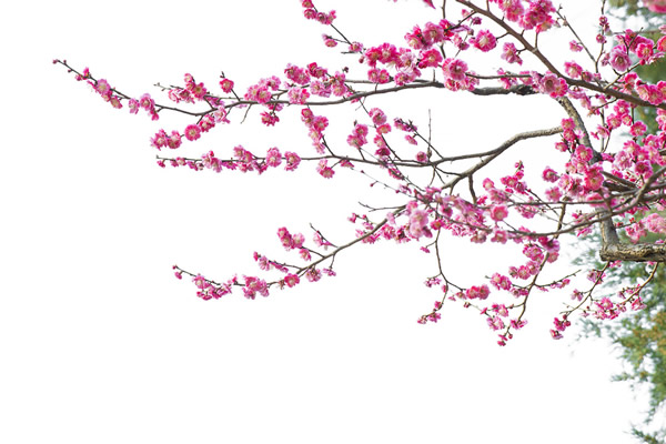 <a href='https://www.861230.com/guanhuazhiwu/9.html' target='_blank'><u>梅花</u></a>的寓意,<a href='https://www.861230.com/guanhuazhiwu/9.html' target='_blank'><u>梅花</u></a>代表什么