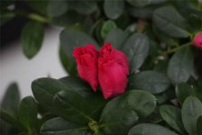 杜鹃花为什么掉叶子