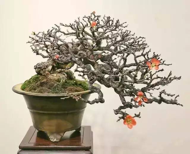 长寿<a href='https://www.861230.com/guanhuazhiwu/9.html' target='_blank'><u>梅</u></a>红花一号的特征