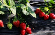 草莓种植一亩地成本和利润是多少？市场前景如何？