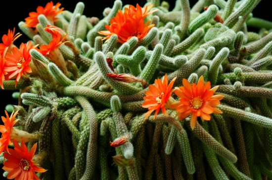 仙人棍会开花