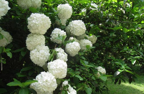 木<a href='https://www.861230.com/guanhuazhiwu/6639.html' target='_blank'><u>绣球花</u></a>的养殖方法 喜荫湿不耐寒