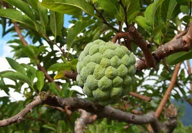 番荔枝