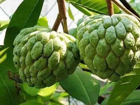 番荔枝