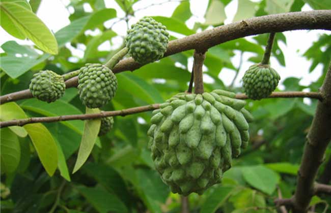 番荔枝