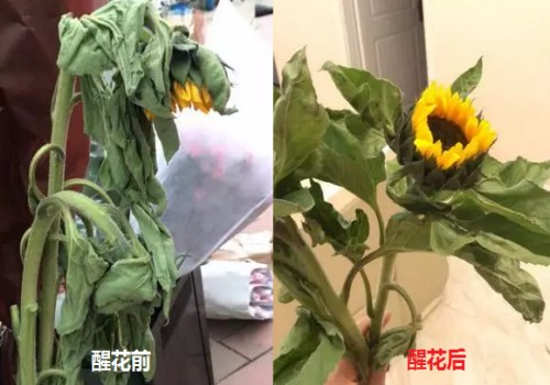 洋牡丹怎么醒花
