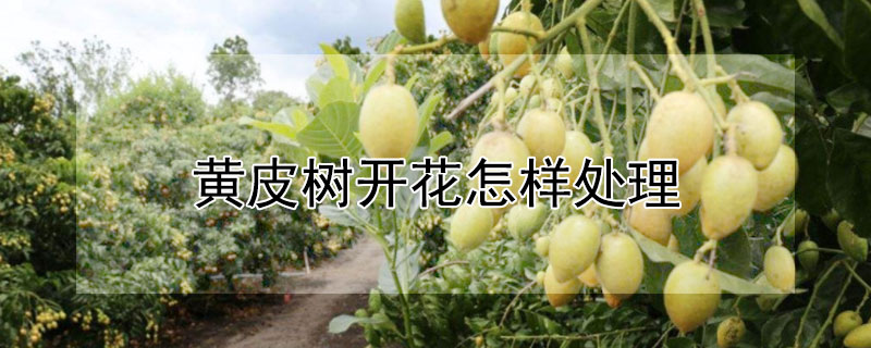 黄皮树开花处理方法