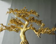 赏析黄金树图片，了解它的神奇功效！