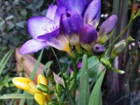 紫色香雪兰的花语和寓意