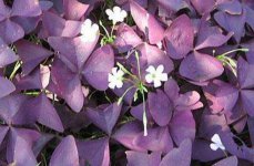 紫叶酢浆草有毒吗