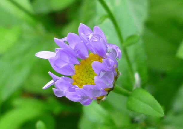 紫莞花是何种植物？它为什么叫返魂草？