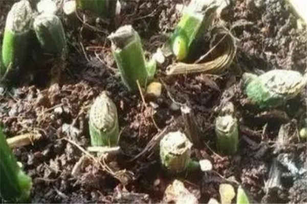 燕尾竹的养殖方法 需要注意什么