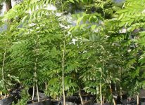 黄花梨树苗种植技术及植物特征