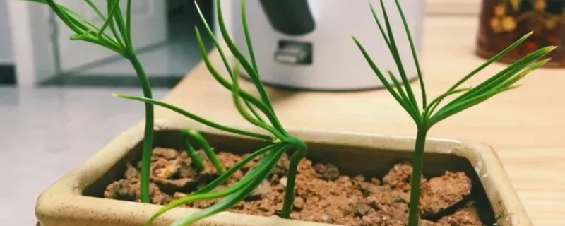 松树种子几月份播种