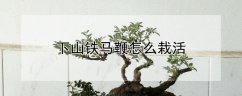 下山铁马鞭怎么栽活