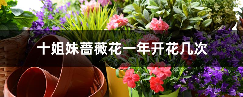 十姐妹<a href='https://www.861230.com/guanhuazhiwu/6629.html' target='_blank'><u>蔷薇花</u></a>一年开花几次