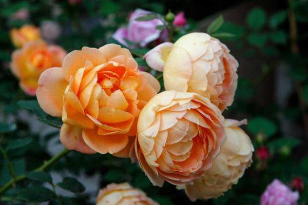 夏洛特夫人<a href='https://www.861230.com/guanhuazhiwu/44.html' target='_blank'><u>月季</u></a>缺点有哪些 适合新手种植吗