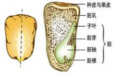 玉米种子结构示意图