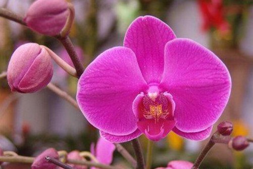 <a href='https://www.861230.com/guanhuazhiwu/6598.html' target='_blank'><u>蝴蝶兰</u></a>