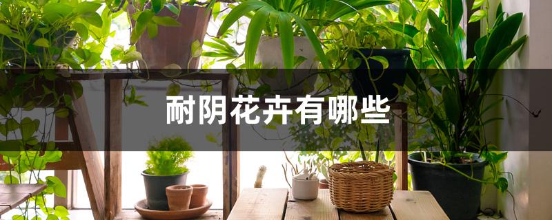 耐阴花卉有哪些