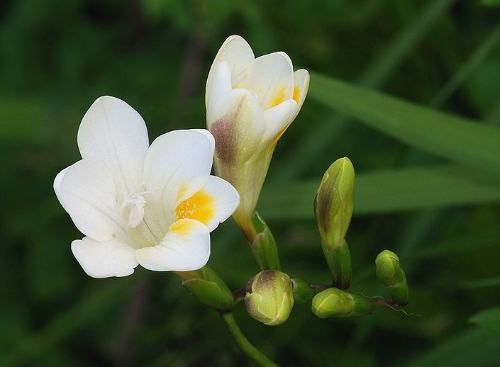 小苍兰好养吗一年开几次花?小苍兰的养殖方法和注意事项