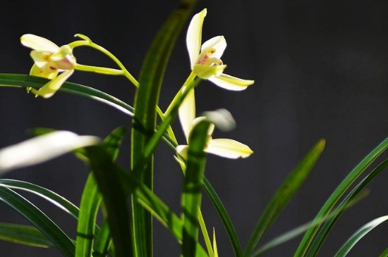 <a href='https://www.861230.com/guanhuazhiwu/6593.html' target='_blank'><u>兰花</u></a>的脱菌方法