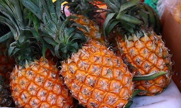 菠萝图片