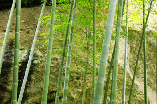 <a href='https://www.861230.com/guanhuazhiwu/6593.html' target='_blank'><u>兰花</u></a>