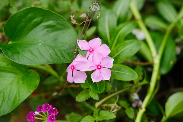 <a href='https://www.861230.com/guanhuazhiwu/6716.html' target='_blank'><u>长春花</u></a>的扦插方法和注意事项