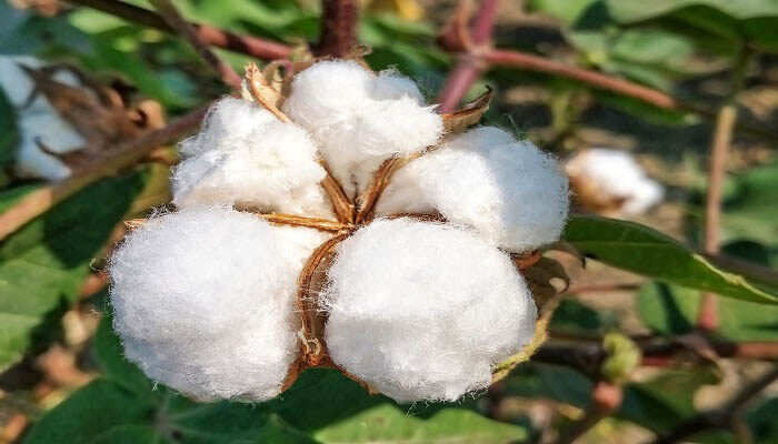绿色植物