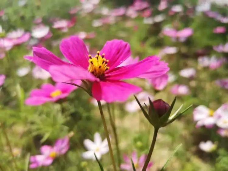秋英花图片