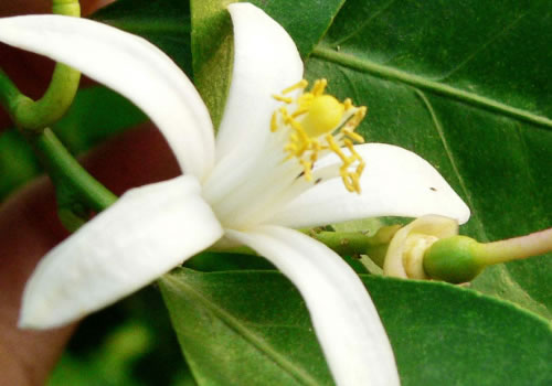 柠檬花