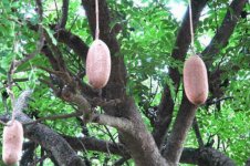 腊肠树果食用禁忌