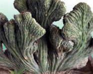 仙人山的品种和图片 仙人山怎么养殖方法