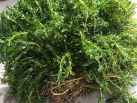 什么时间种植苦草种子比较好？